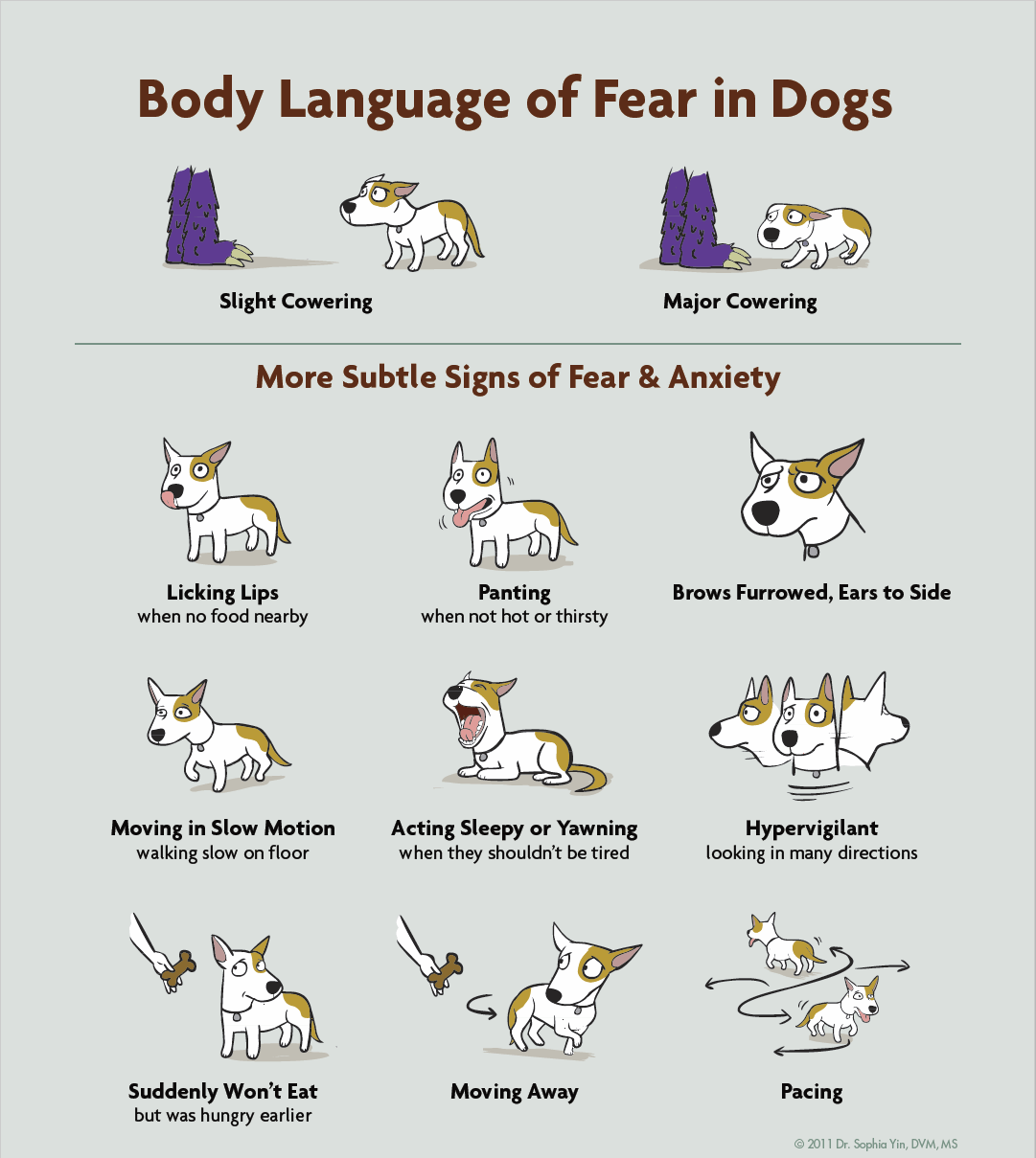 Doggy Body Language - From A Dog's View